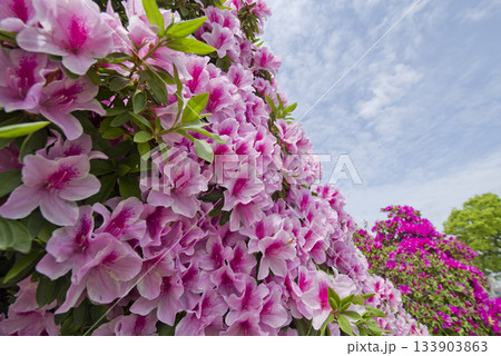 ピンク色の躑躅（ツツジ）の花が咲いています。学名はRhododendronです。 133903863