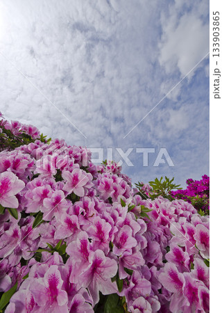 ピンク色の躑躅(ツツジ)の花が咲いています。学名はRhododendronです。 ピンク色の躑躅(ツツジ)の花が咲いています。学名はRhododendronです。 133903865