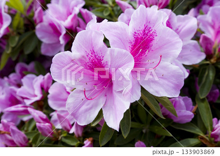 ピンク色の躑躅（ツツジ）の花が咲いています。学名はRhododendronです。 133903869