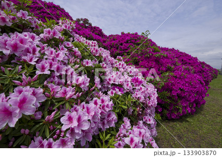 ピンク色の躑躅（ツツジ）の花が咲いています。学名はRhododendronです。 133903870