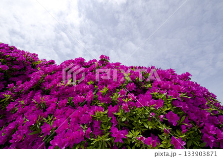 ピンク色の躑躅（ツツジ）の花が咲いています。学名はRhododendronです。 133903871