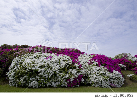 ピンク色と白色の躑躅(ツツジ)の花が咲いています。学名はRhododendronです。 ピンク色と白色の躑躅(ツツジ)の花が咲いています。学名はRhododendronです。 133903952