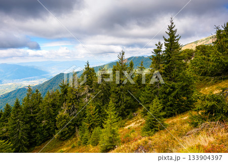 coniferous forest in mountain landscape. scenic place in synevyr national park in carpathian mountains. panoramic view of valley and lush green slope. cloudy sky. photo tourism concept for inspiration 133904397