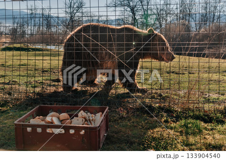 Bear in Libearty Bear Sanctuary during Feeding Time 133904540