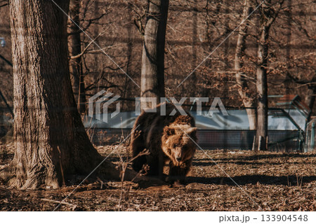Brown Bear in Libearty Bear Sanctuary in Romania 133904548