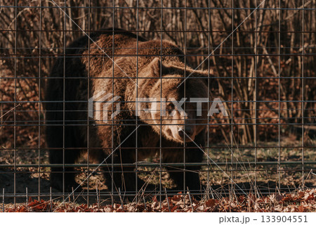 Brown Bear in Libearty Bear Sanctuary in Romania Brown Bear in Libearty Bear Sanctuary in Romania 133904551
