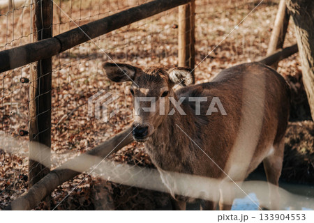Young Deer in Libearty Bear Sanctuary in Romania 133904553