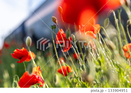 Scenic view of bright red blossoming poppy corn flowers on beautiful green wildflower grassland meadow at warm sunny sunrise or sunset morning light. Scenic nature biodiversity wild floral background 133904951