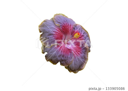 Giant Hibiscus Flower Pink named Moorea Mona Rainbow 133905086