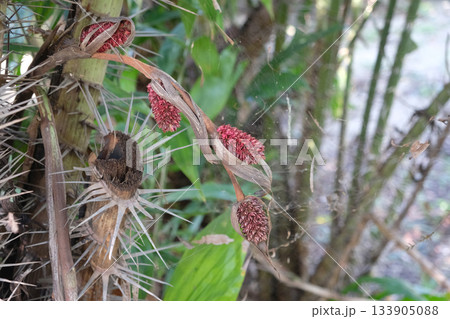 Salak (Salacca zalacca) is a species of palm tree 133905088