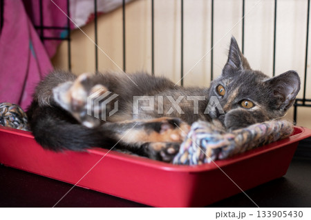An energetic and curious kitten sitting comfortably within its shelter environment 133905430