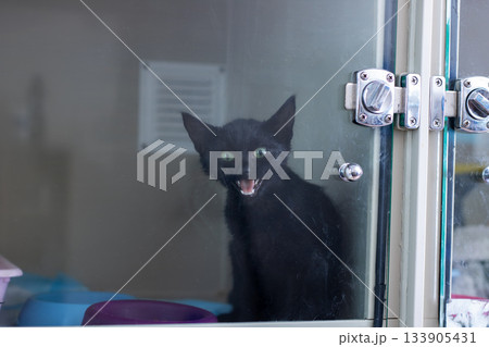 Apprehensive feline with open mouth and bared teeth signals distress and need for care Apprehensive feline with open mouth and bared teeth signals distress and need for care 133905431