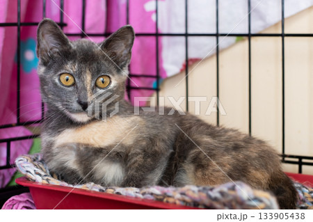 Serene young cat with amber eyes rests peacefully in shelter surrounded by wire bars Serene young cat with amber eyes rests peacefully in shelter surrounded by wire bars 133905438