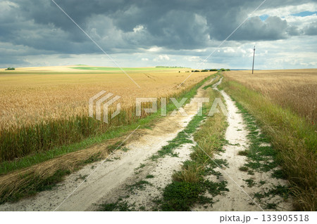 A dirt road into a grain field with a cloudy sky 133905518