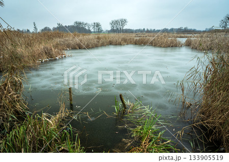 Frozen lake with dense reeds Frozen lake with dense reeds 133905519