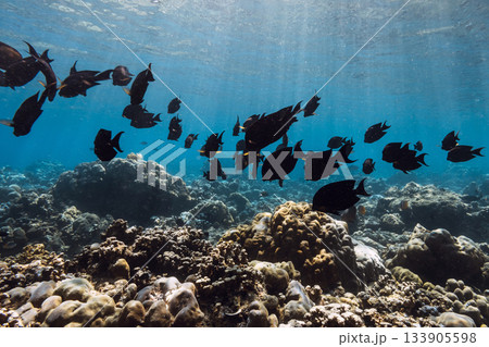 Tropical sea with school of black fish underwater 133905598