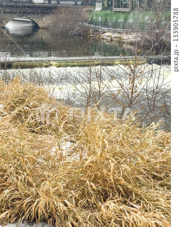 Silent winter scene unfolds peacefully, Calm frozen pond with leafless trees nearby 133905788