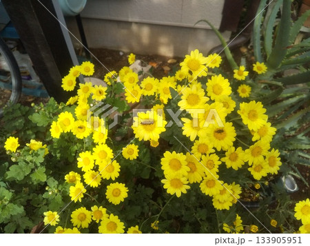 家庭花壇育成中の黄色の菊の花 133905951