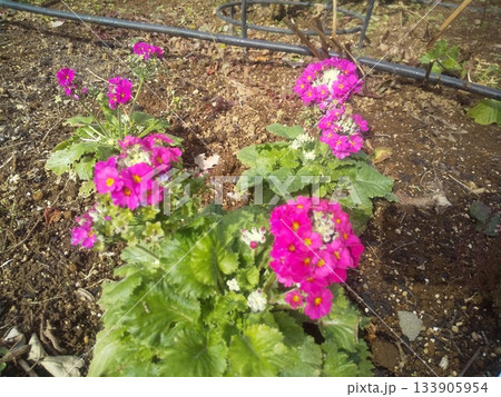 花の美術館桜草の桜草の桃色の花 133905954