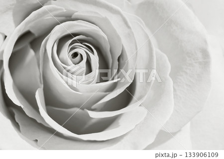 Macro fresh rose photo. Bright petals flower background closeup color of 2026 year cloud white 133906109