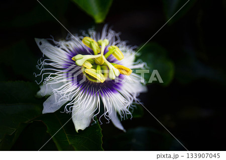 パッションフルーツの花 133907045