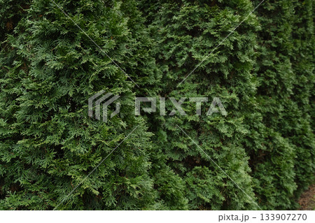 Close up of dense green thuja foliage growing in plant nursery. Lush evergreen branches create natural texture and vibrant outdoor greenery. 133907270