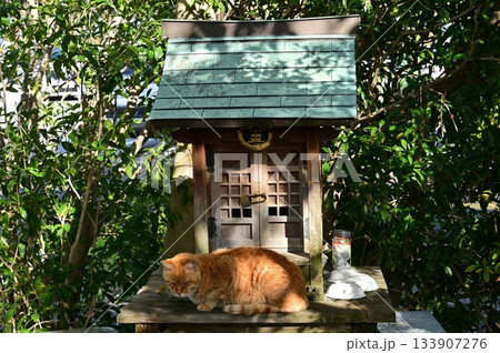 小さな神社のほこらとネコ 133907276