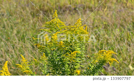 セイタカアワダチソウ (Golden rod)　土地・不動産素材にも 133907797