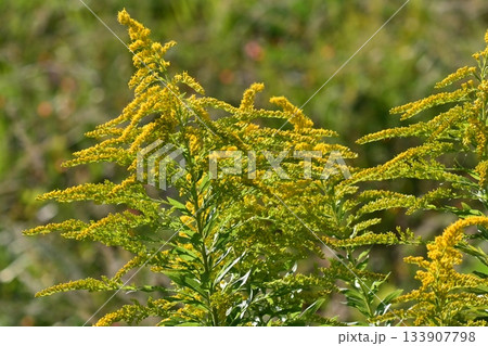 セイタカアワダチソウ (Golden rod)　土地・不動産素材にも 133907798