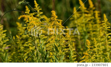 セイタカアワダチソウ (Golden rod) 土地・不動産素材にも セイタカアワダチソウ (Golden rod) 土地・不動産素材にも 133907801