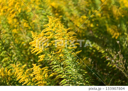 セイタカアワダチソウ (Golden rod) 土地・不動産素材にも セイタカアワダチソウ (Golden rod) 土地・不動産素材にも 133907804