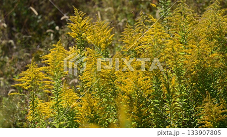 セイタカアワダチソウ (Golden rod) 土地・不動産素材にも セイタカアワダチソウ (Golden rod) 土地・不動産素材にも 133907805