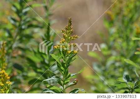 セイタカアワダチソウ (Golden rod)　土地・不動産素材にも 133907813