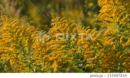 セイタカアワダチソウ (Golden rod) 土地・不動産素材にも セイタカアワダチソウ (Golden rod) 土地・不動産素材にも 133907814