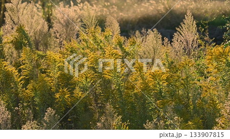 セイタカアワダチソウ (Golden rod) 土地・不動産素材にも セイタカアワダチソウ (Golden rod) 土地・不動産素材にも 133907815