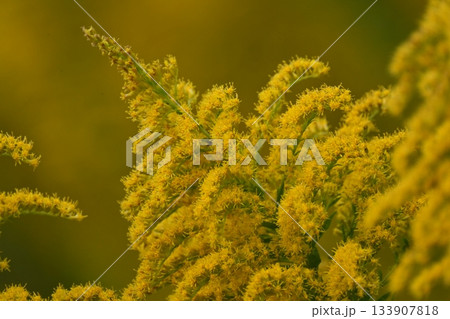 セイタカアワダチソウ (Golden rod) 土地・不動産素材にも セイタカアワダチソウ (Golden rod) 土地・不動産素材にも 133907818
