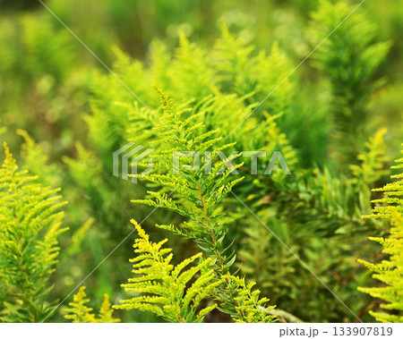 セイタカアワダチソウ (Golden rod) 土地・不動産素材にも セイタカアワダチソウ (Golden rod) 土地・不動産素材にも 133907819