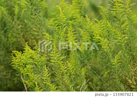 セイタカアワダチソウ (Golden rod)　土地・不動産素材にも 133907821