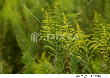 セイタカアワダチソウ (Golden rod)　土地・不動産素材にも 133907823