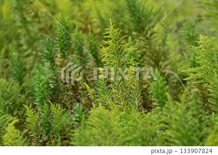 セイタカアワダチソウ (Golden rod)　土地・不動産素材にも 133907824