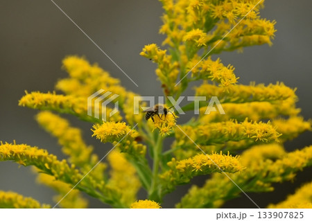 セイタカアワダチソウ (Golden rod) 土地・不動産素材にも セイタカアワダチソウ (Golden rod) 土地・不動産素材にも 133907825