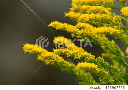 セイタカアワダチソウ (Golden rod)　土地・不動産素材にも 133907826