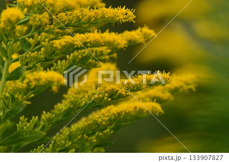 セイタカアワダチソウ (Golden rod)　土地・不動産素材にも 133907827