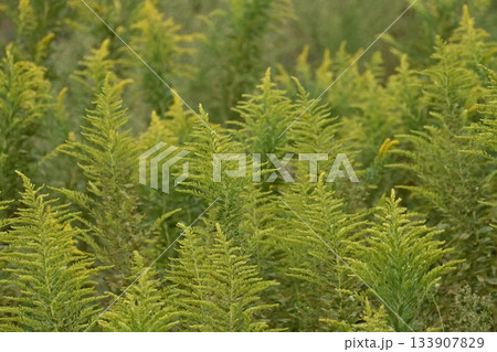 セイタカアワダチソウ (Golden rod) 土地・不動産素材にも セイタカアワダチソウ (Golden rod) 土地・不動産素材にも 133907829