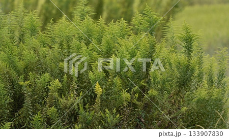 セイタカアワダチソウ (Golden rod) 土地・不動産素材にも セイタカアワダチソウ (Golden rod) 土地・不動産素材にも 133907830