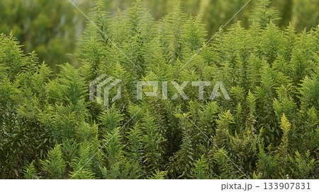 セイタカアワダチソウ (Golden rod)　土地・不動産素材にも 133907831