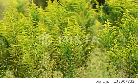 セイタカアワダチソウ (Golden rod)　土地・不動産素材にも 133907832