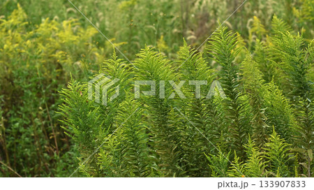 セイタカアワダチソウ (Golden rod) 土地・不動産素材にも セイタカアワダチソウ (Golden rod) 土地・不動産素材にも 133907833