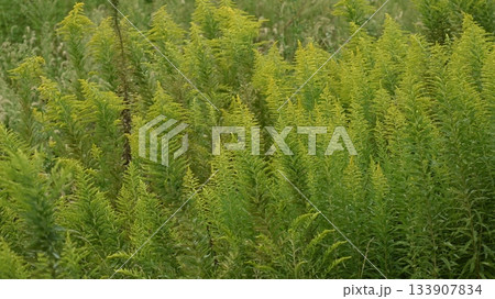 セイタカアワダチソウ (Golden rod)　土地・不動産素材にも 133907834