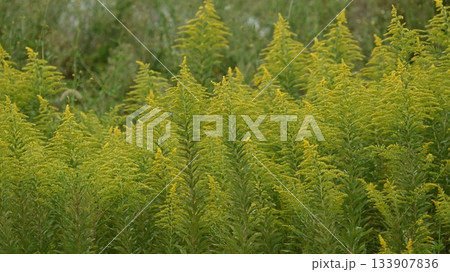 セイタカアワダチソウ (Golden rod) 土地・不動産素材にも セイタカアワダチソウ (Golden rod) 土地・不動産素材にも 133907836